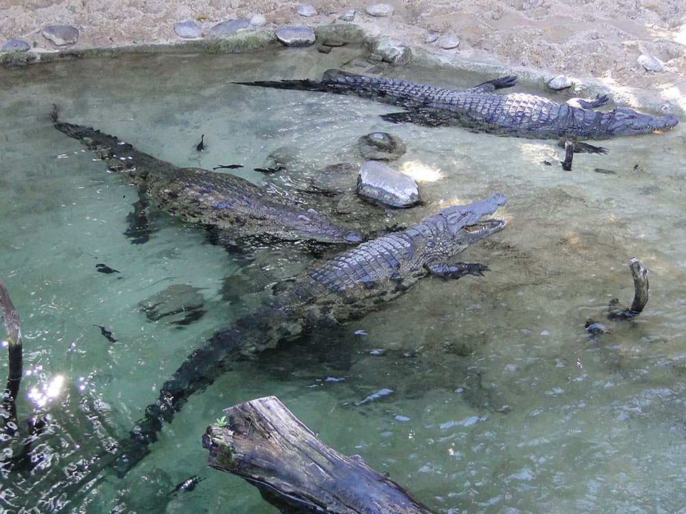 Parc des Crocodiles